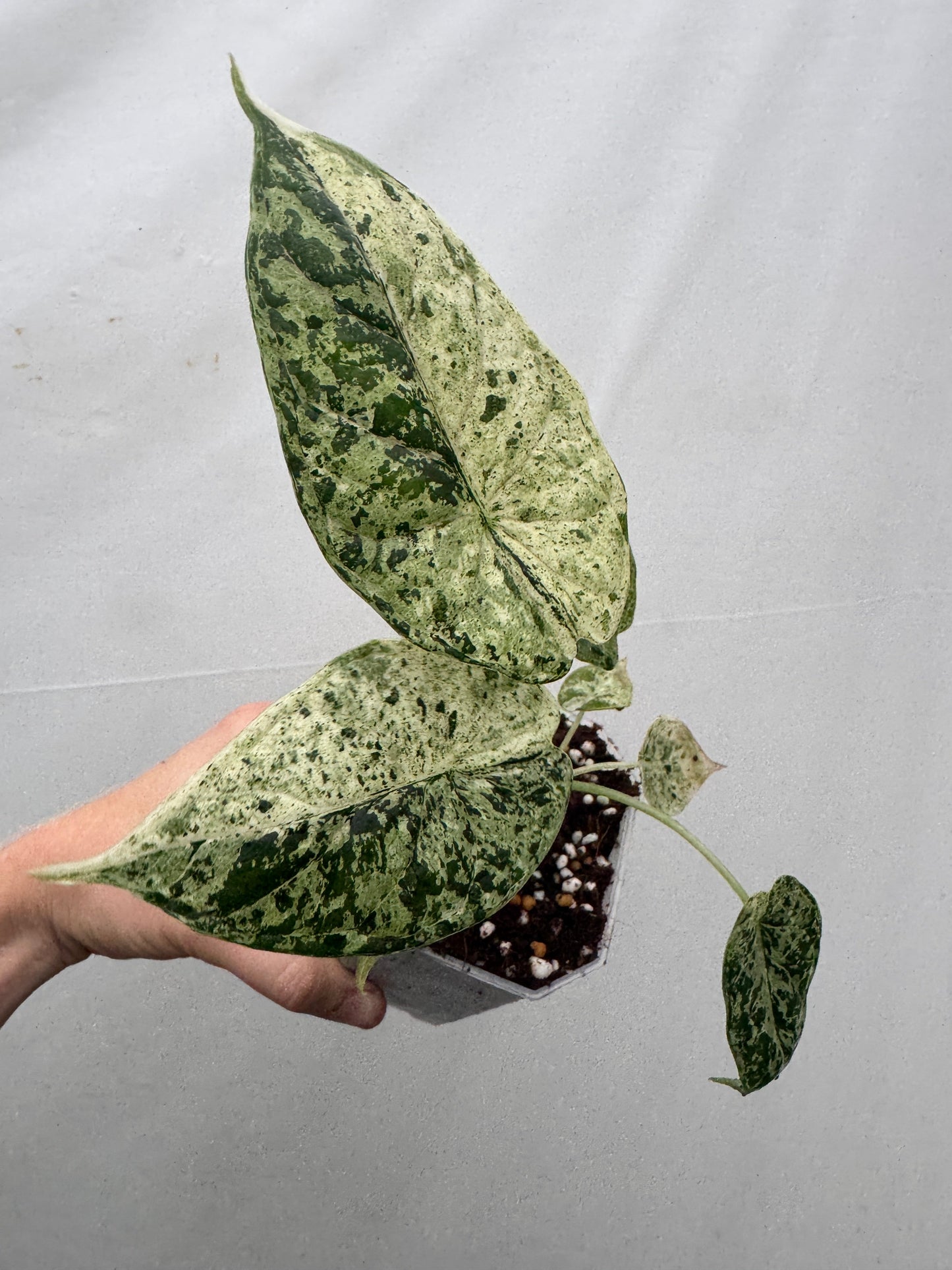 Alocasia baginda 'Dragon Scale' MINT