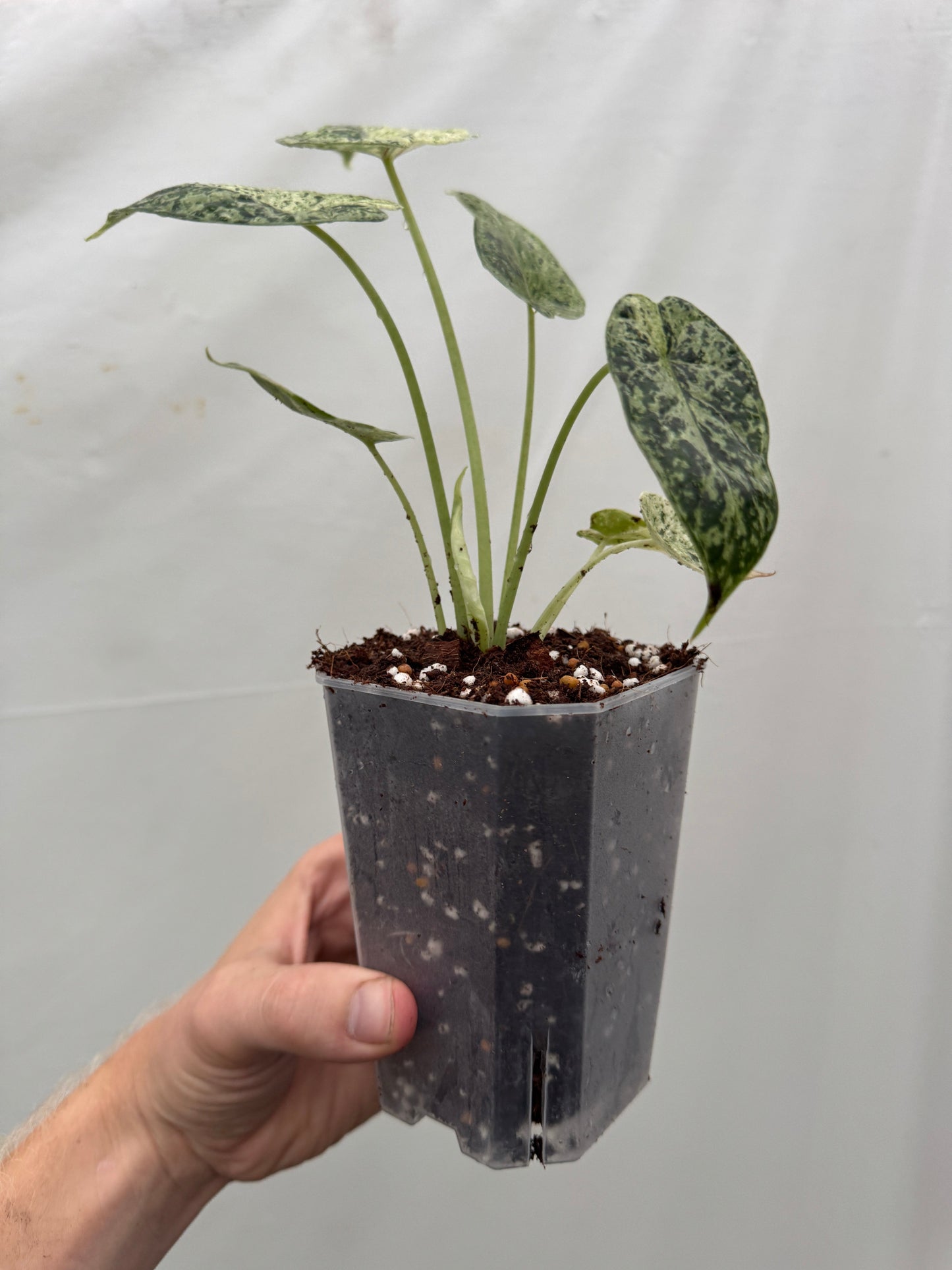 Alocasia baginda 'Dragon Scale' MINT