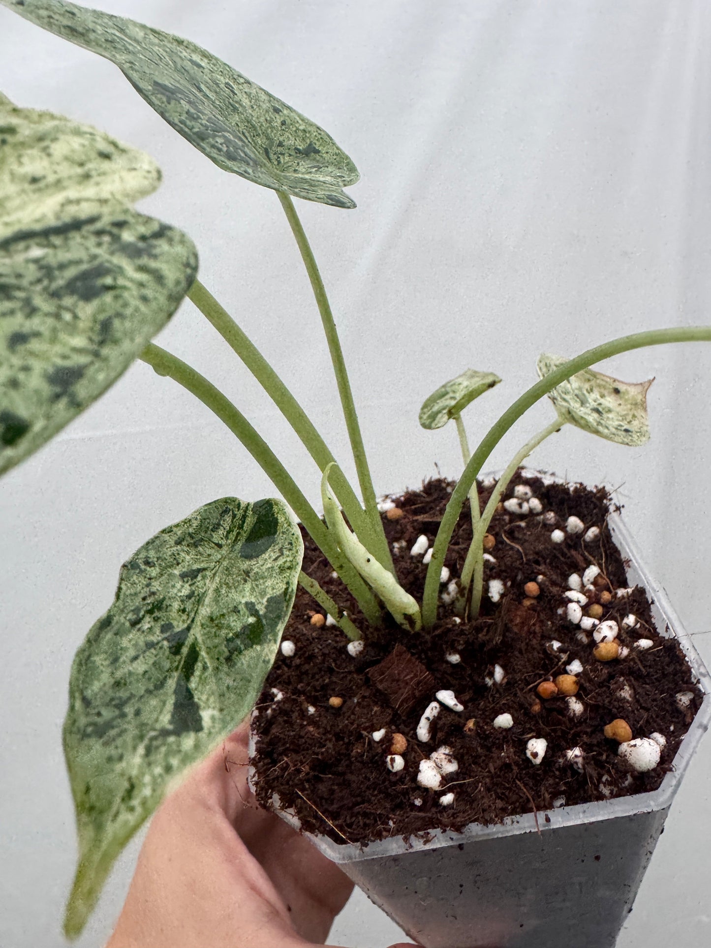 Alocasia baginda 'Dragon Scale' MINT