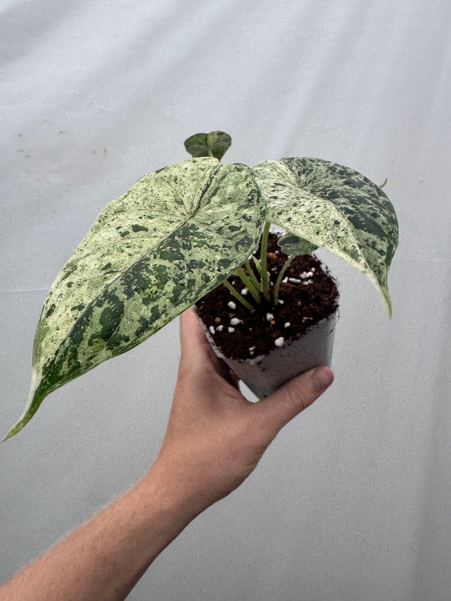 Alocasia baginda 'Dragon Scale' MINT