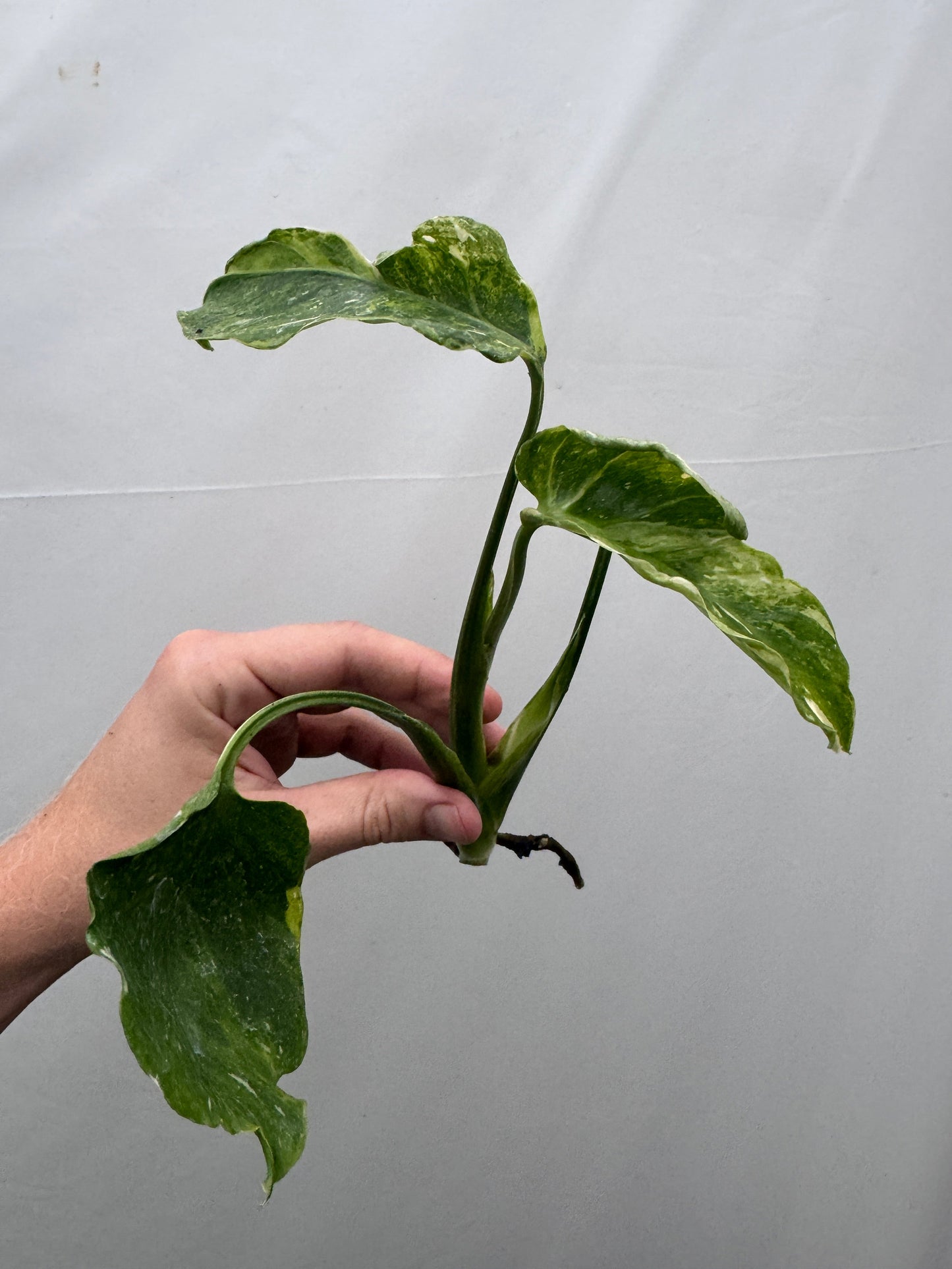 Monstera deliciosa UNIQUE SPORT - cutting