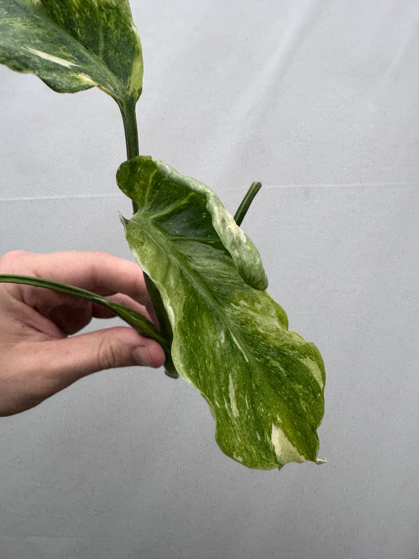 Monstera deliciosa UNIQUE SPORT - cutting