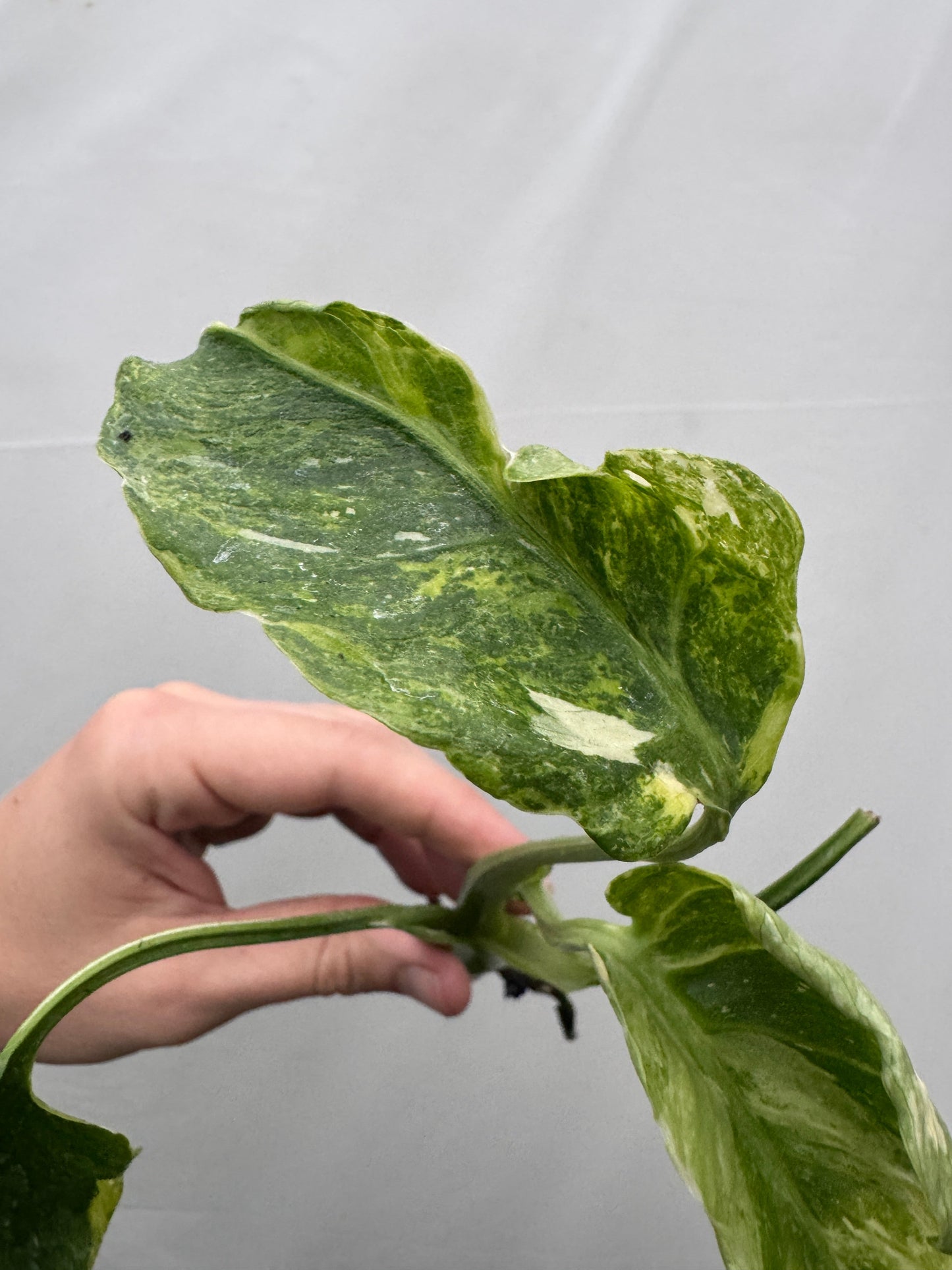 Monstera deliciosa UNIQUE SPORT - cutting