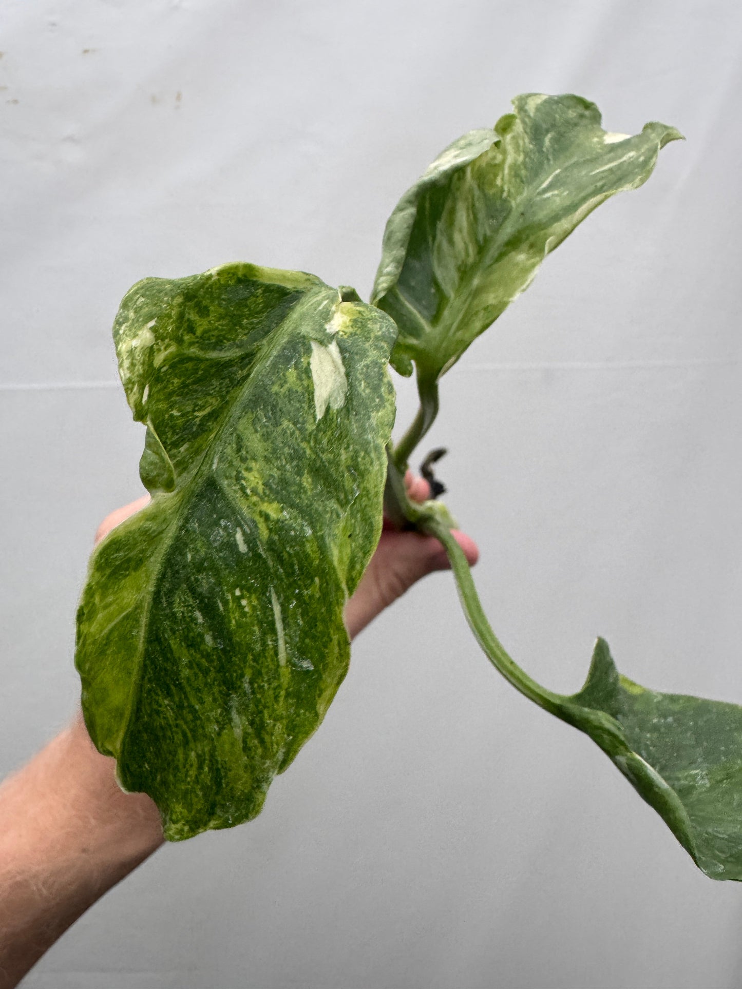 Monstera deliciosa UNIQUE SPORT - cutting