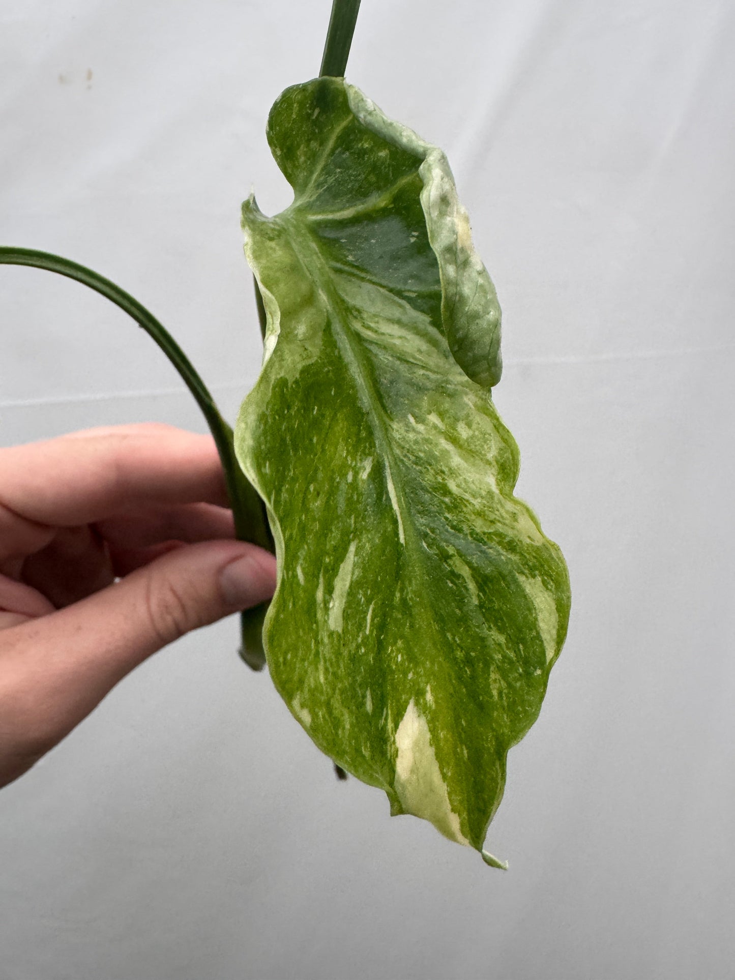 Monstera deliciosa UNIQUE SPORT - cutting