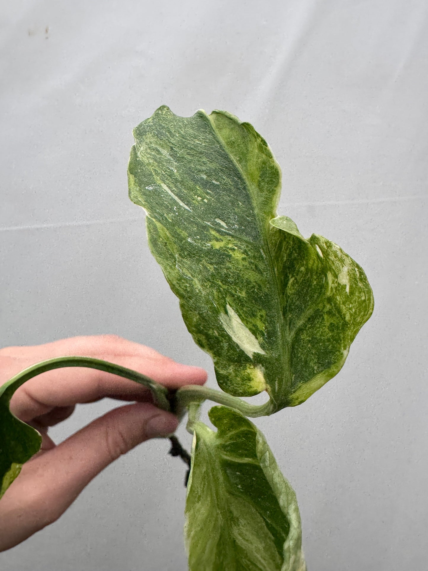 Monstera deliciosa UNIQUE SPORT - cutting