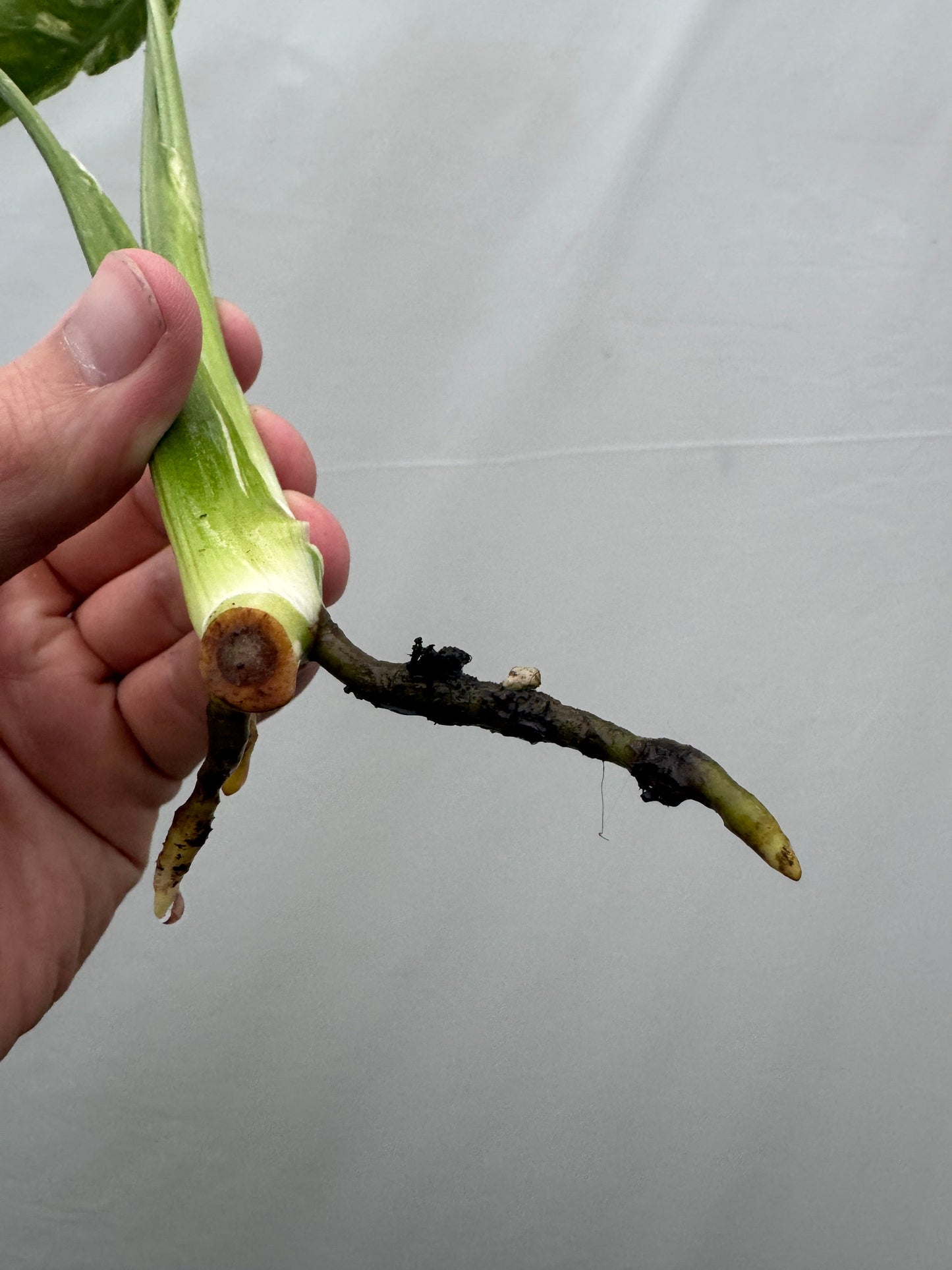 Monstera deliciosa UNIQUE SPORT - cutting
