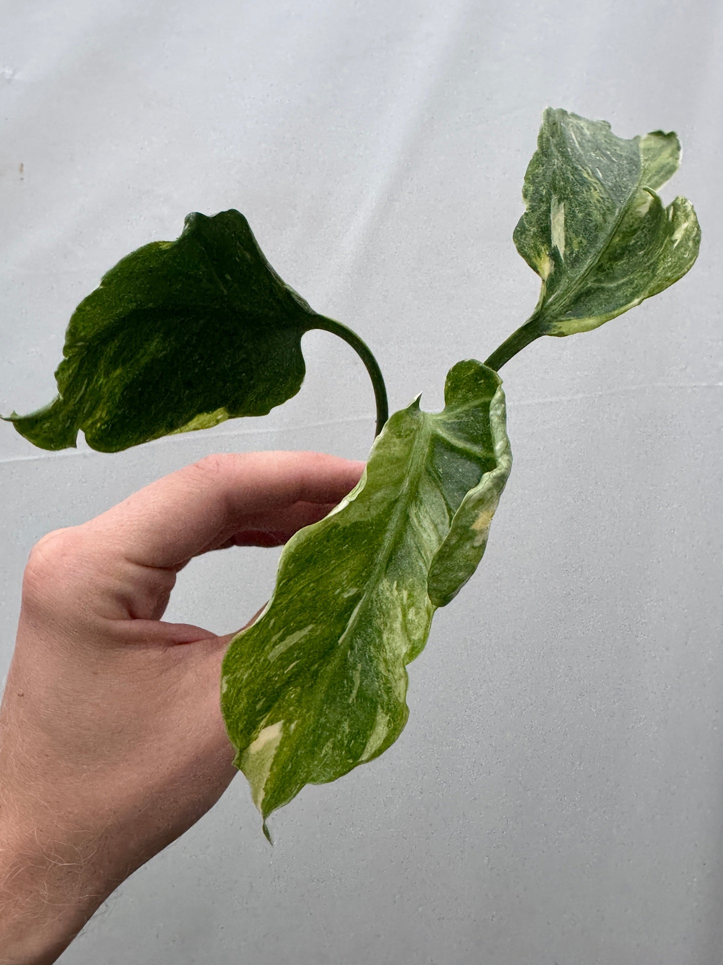 Monstera deliciosa UNIQUE SPORT - cutting