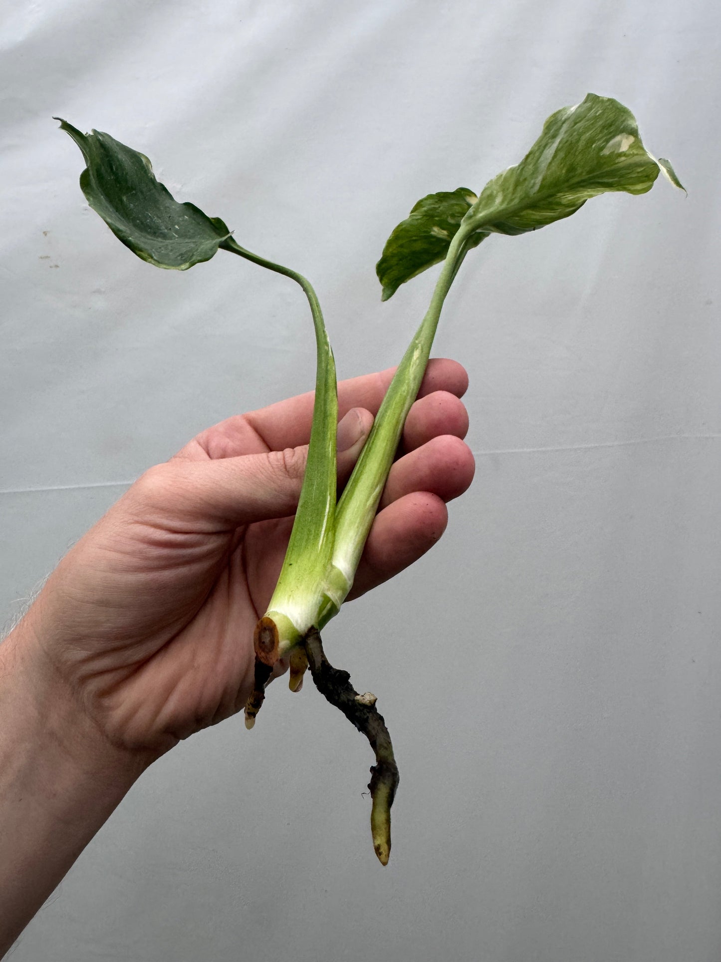 Monstera deliciosa UNIQUE SPORT - cutting