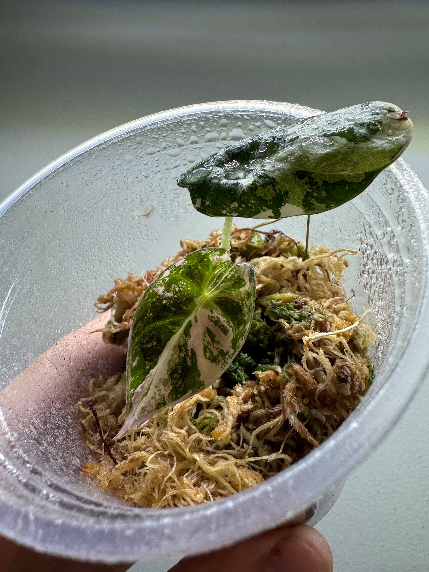 ALOCASIA REGINULA 'Black Velvet' Albo