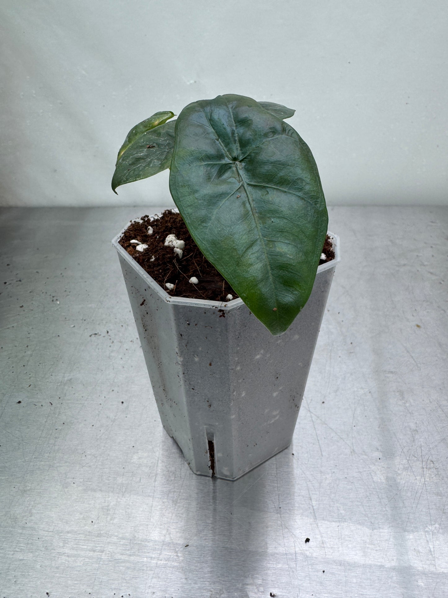 1x Alocasia Mystery Subscription