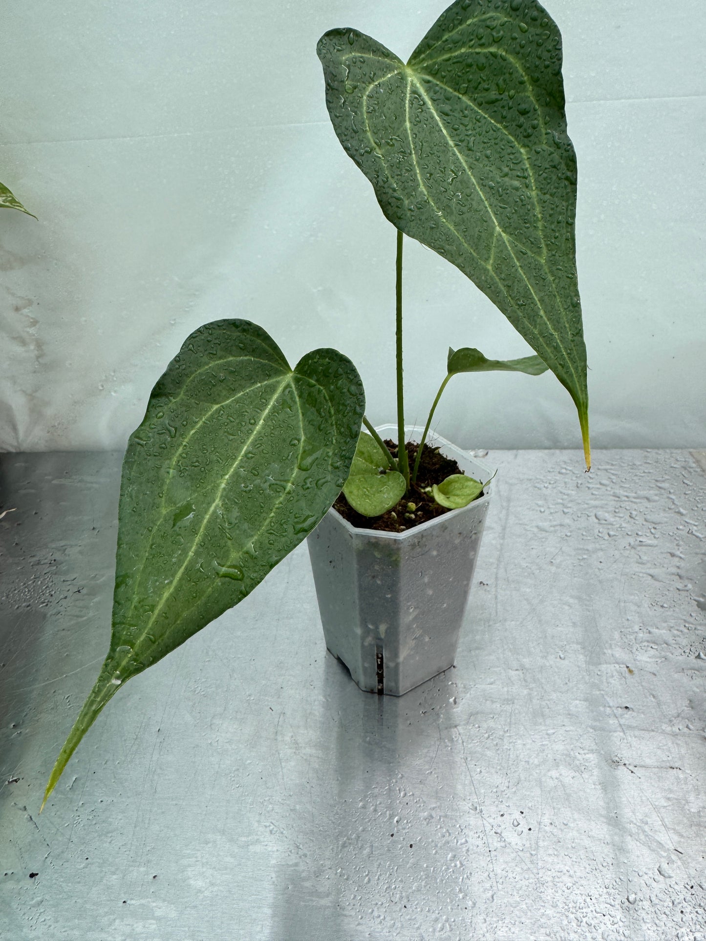 1x Rare Mystery Aroid Subscription