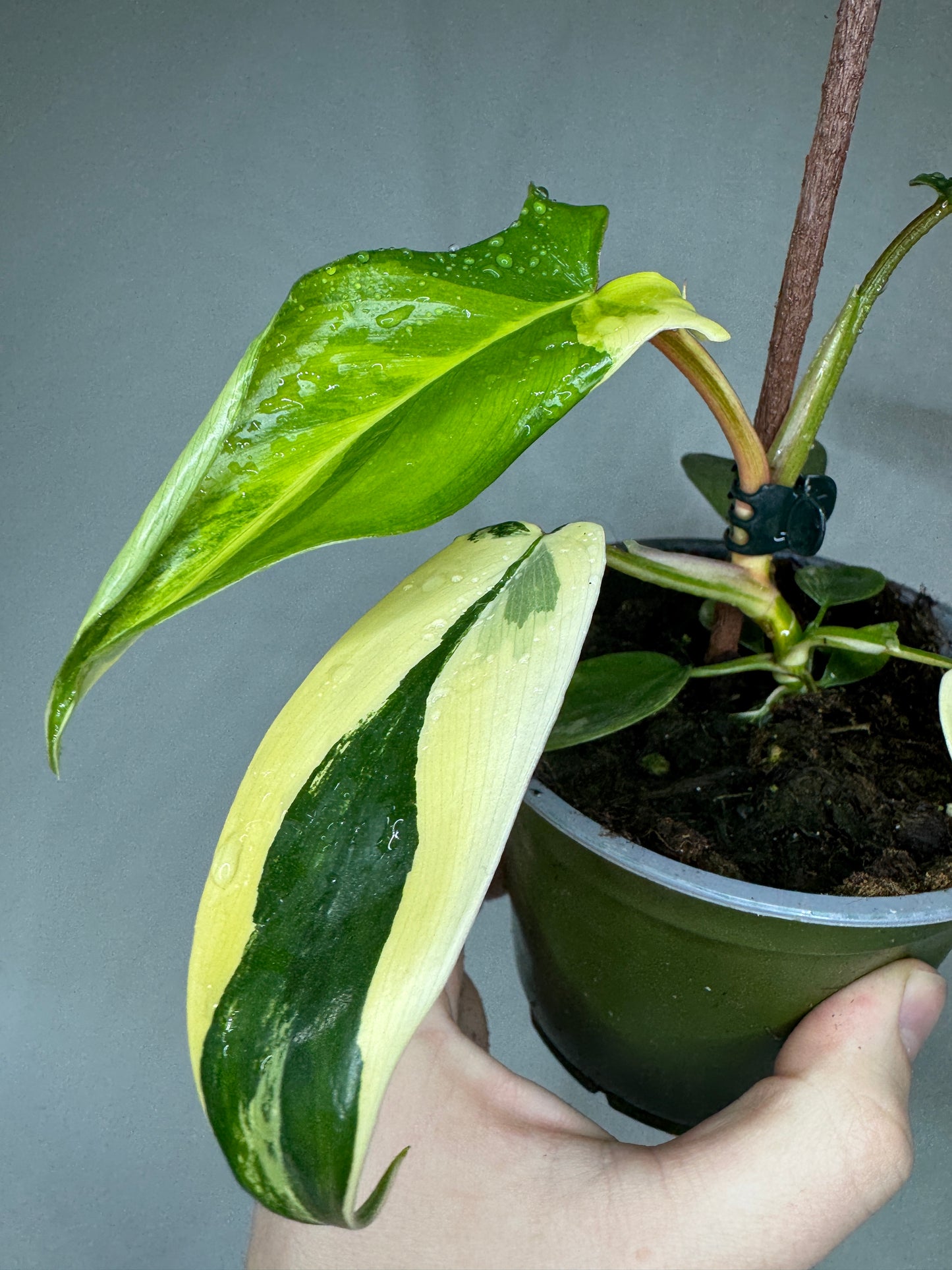 Variegated aroid seedling with yellow and green leaves from Medium Rare Aroid Plant Subscription, perfect for exotic plant lovers and hobbyists.