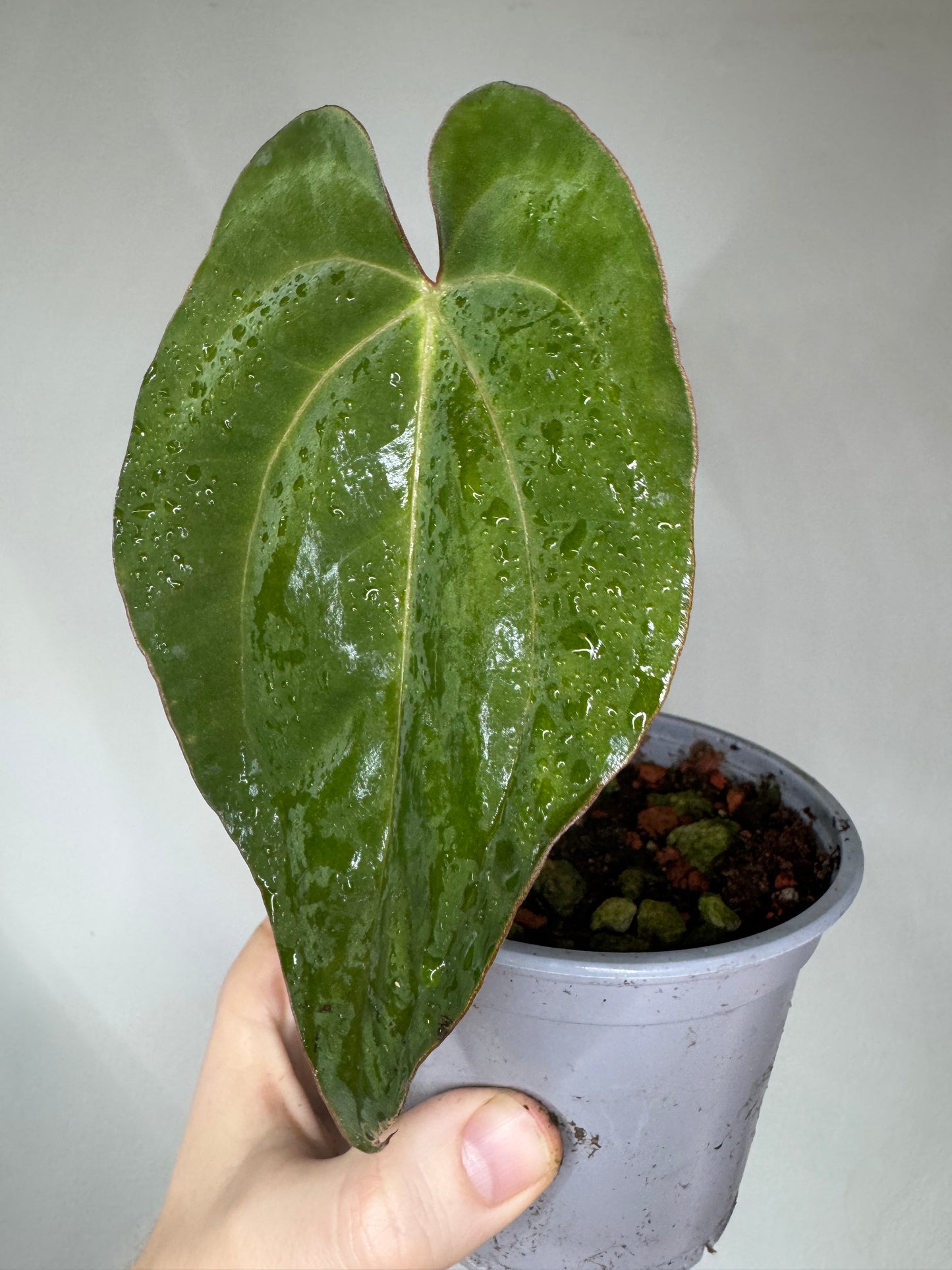 Glossy green heart-shaped leaf from Medium Rare Aroid Plant Subscription box, ideal for rare plant collectors and indoor gardening enthusiasts.