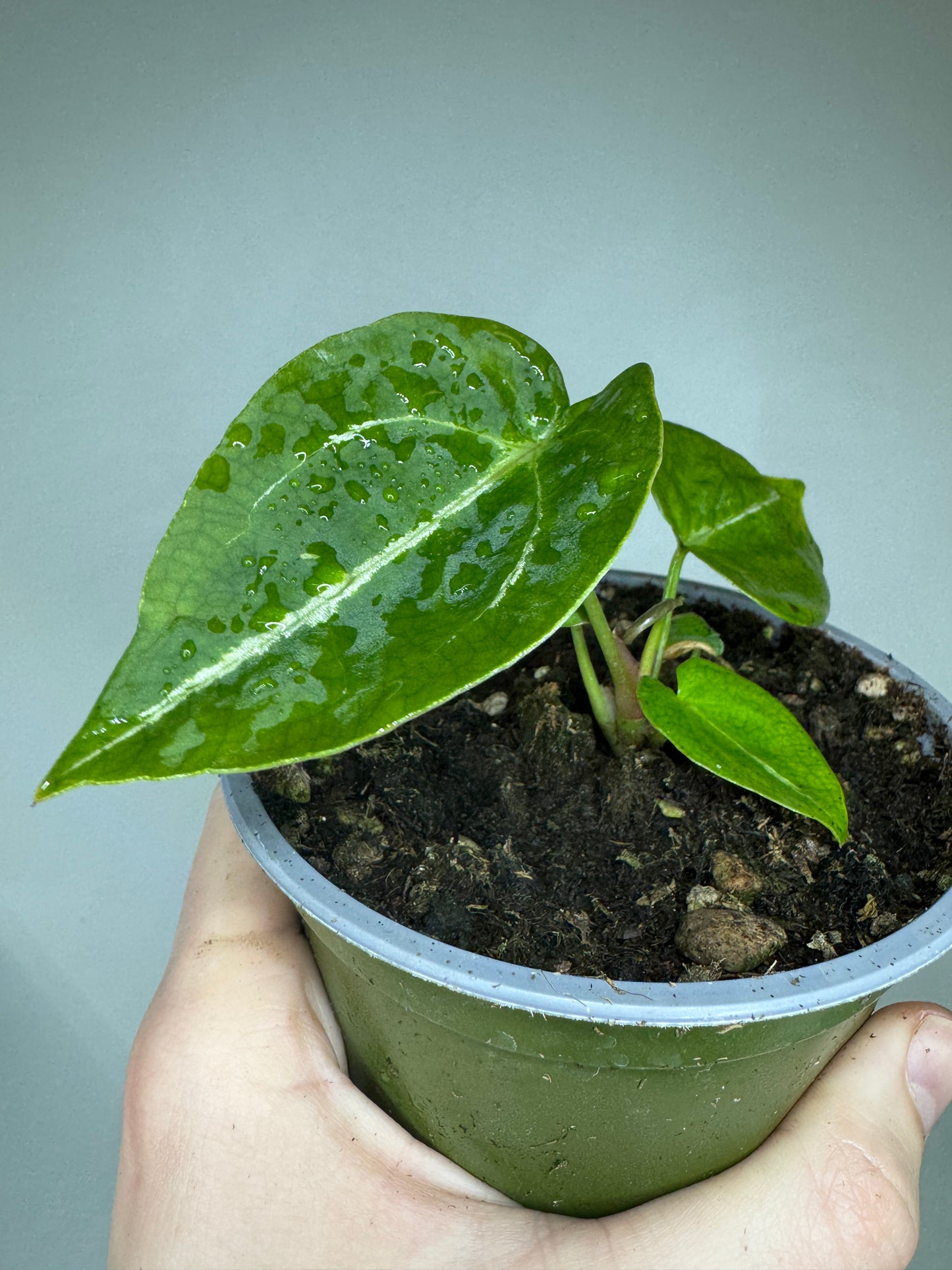 Small rare Aroid Subscription box plant with glossy green heart-shaped leaves in a starter pot, perfect for home gardeners and rare plant fans.