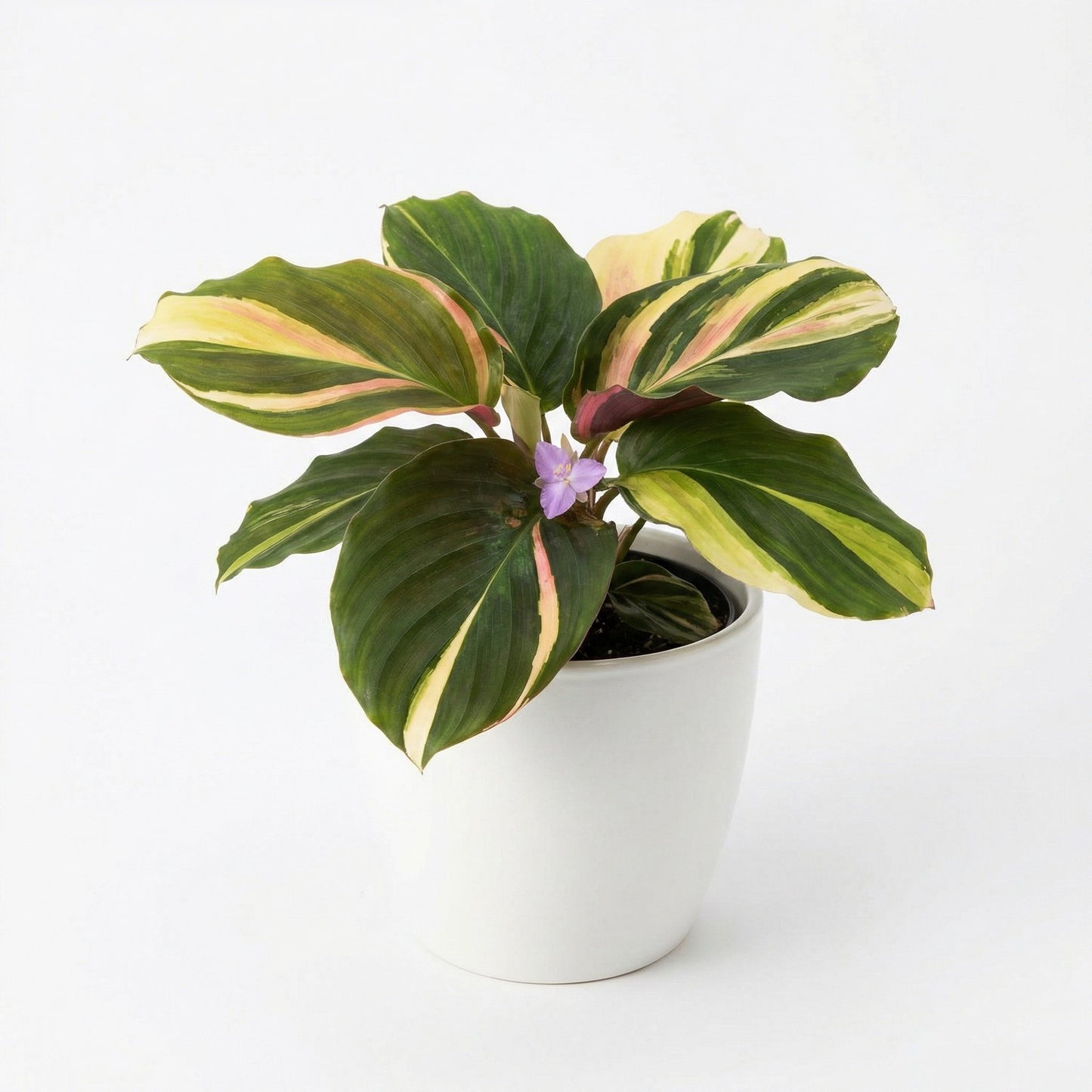 Variegated Kaempferia pulchra - exotic tropical Aroid plant