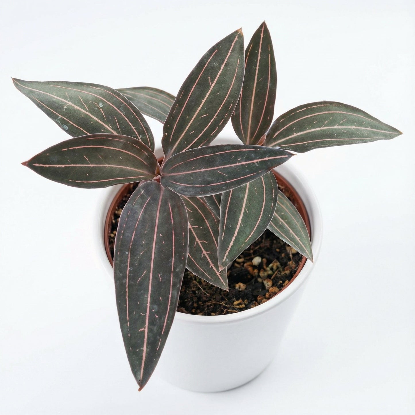 Ludisia Red Vein