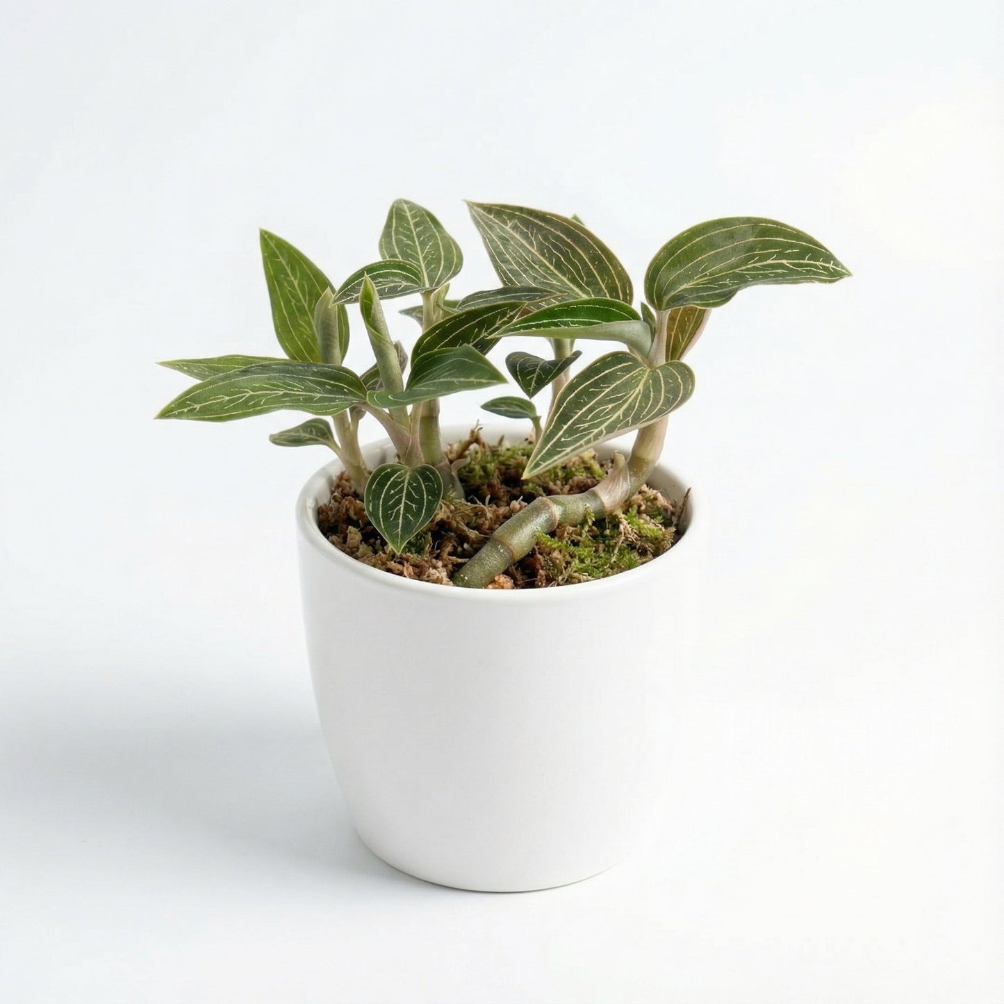 Ludisia Discolor Alba