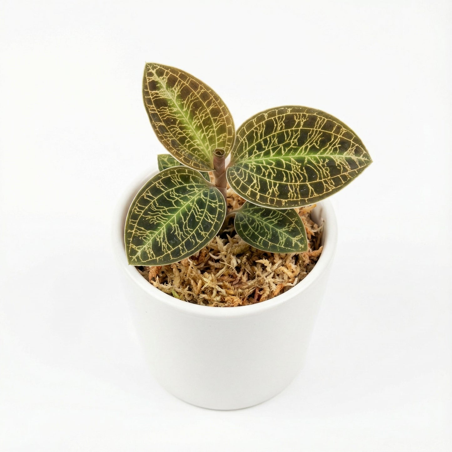 Macodes Petola Dark Color