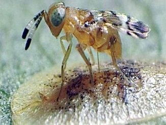 Microterys parasitic wasp on soft scale