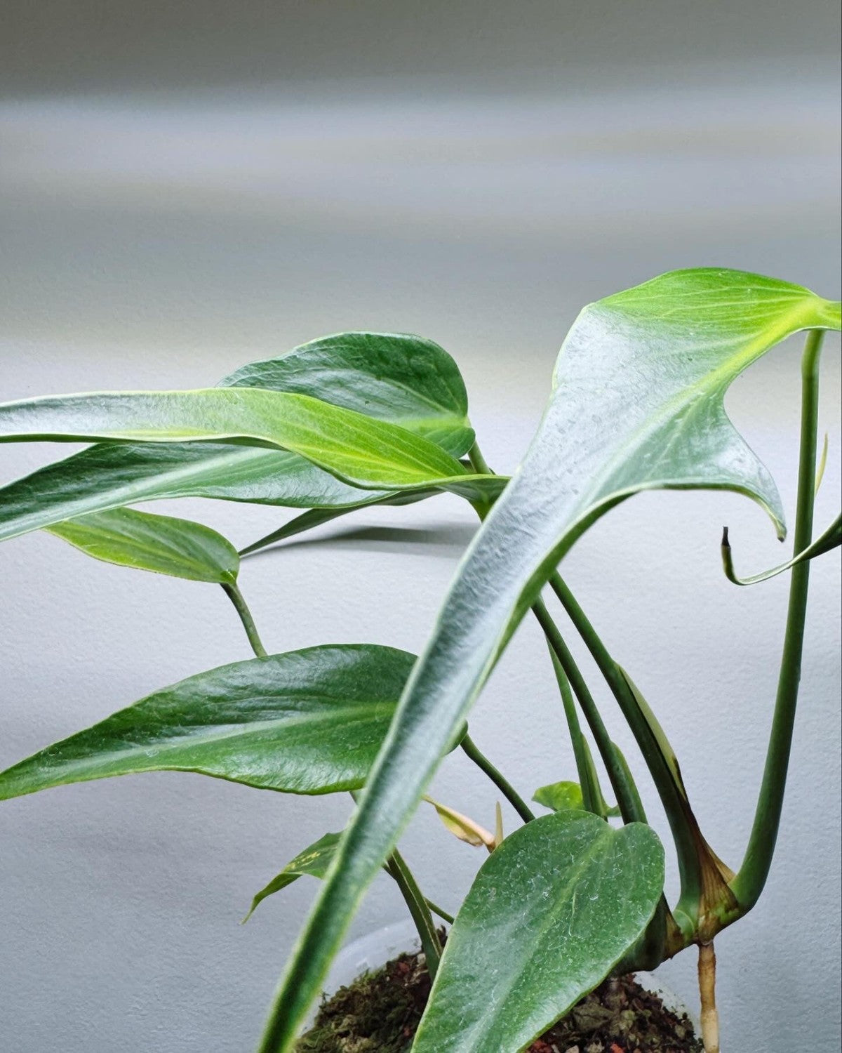 Monstera Burle Marx Flame