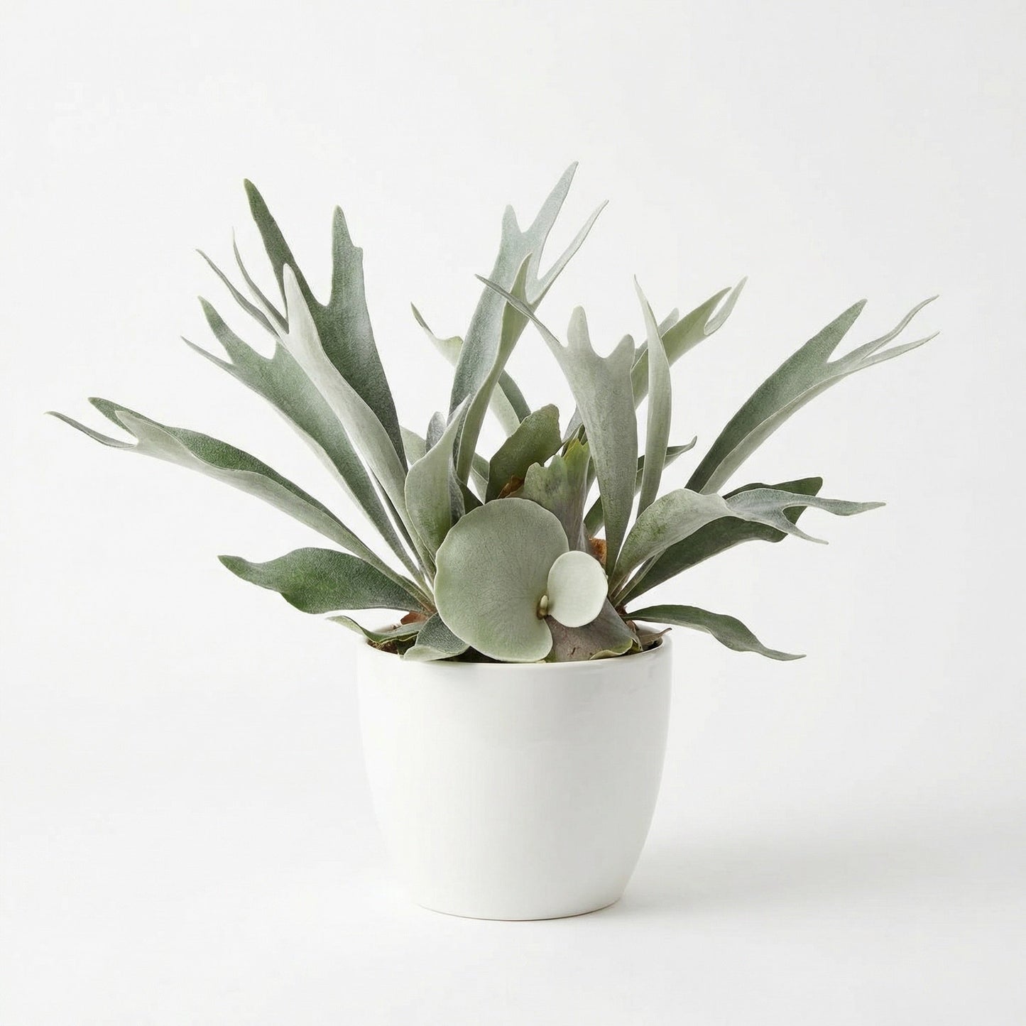Platycerium willinckii Bacteria sporeling - exotic tropical Aroid plant