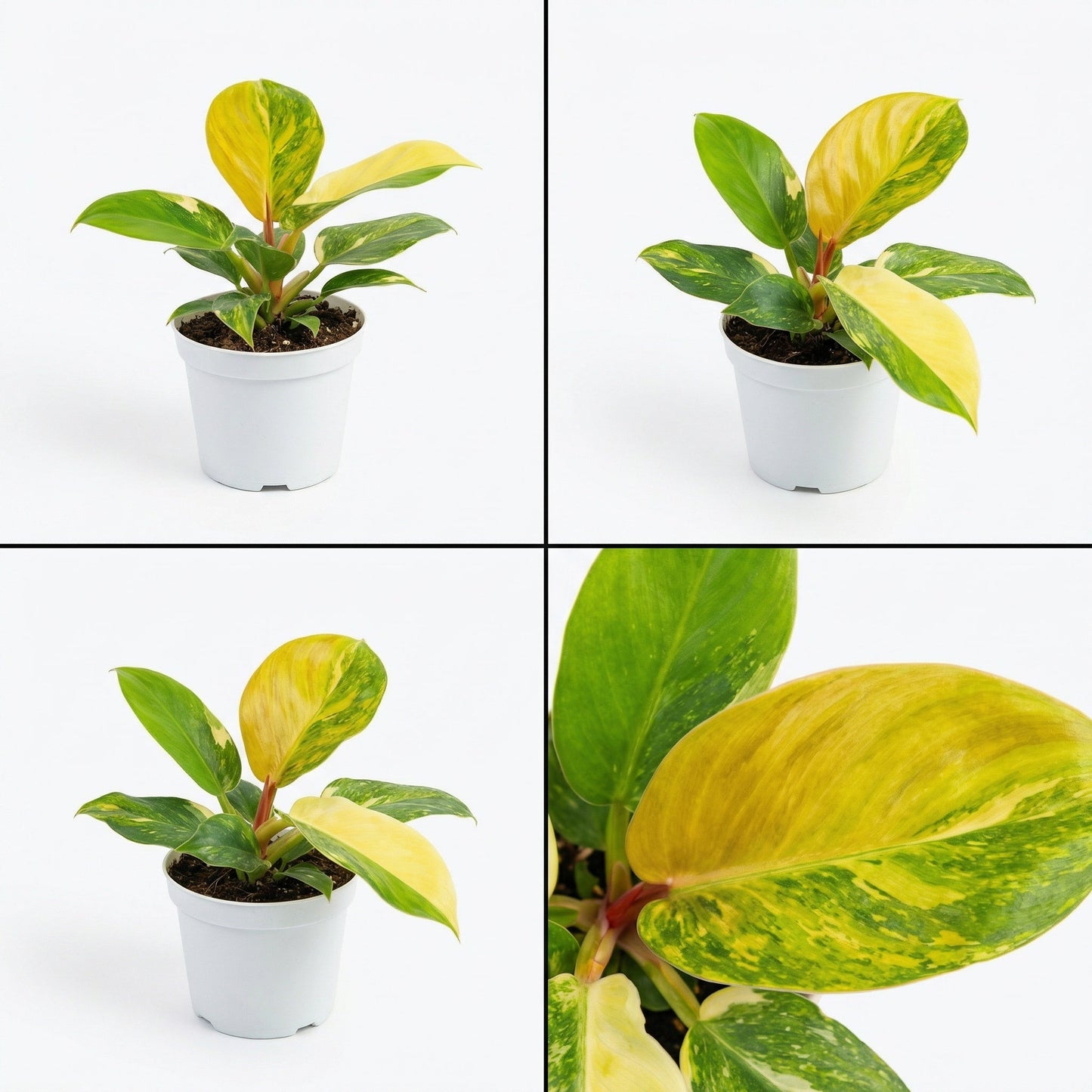 Philodendron Golden Melionii Aurea Variegata