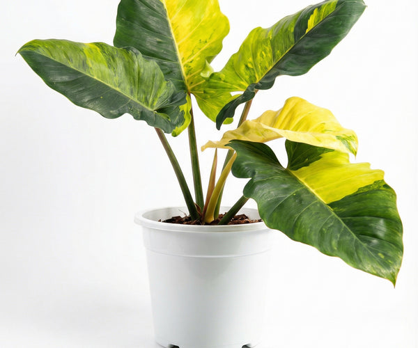Philodendron Jungle Fever Variegata - Preorder