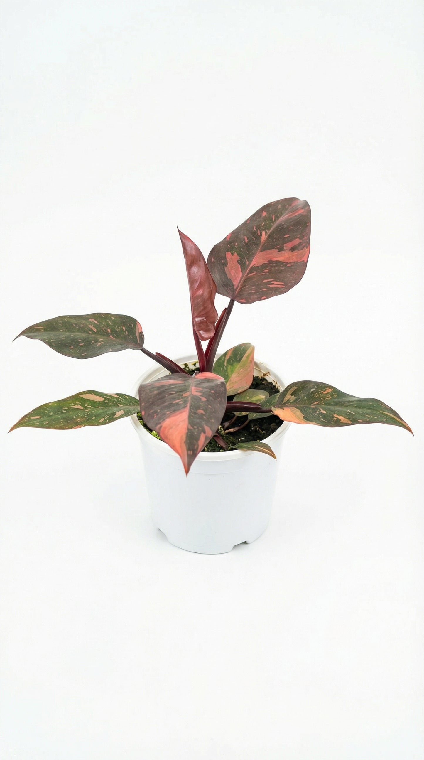 Philodendron Orange Princess Variegata - Preorder