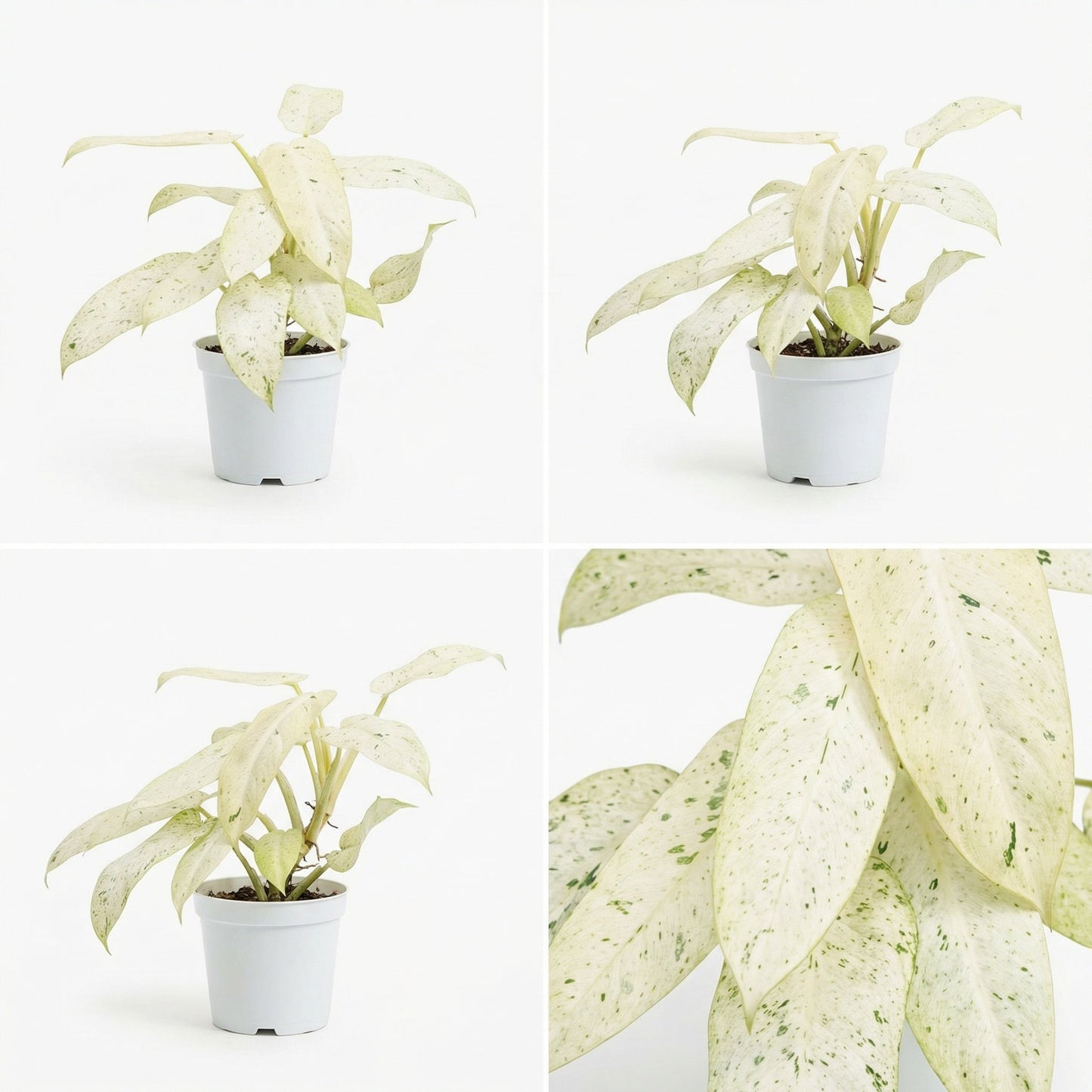 Philodendron Whipple Way