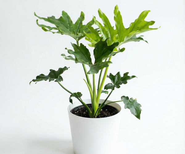 philodendron bipinn Philodendron Bipinnatifidum