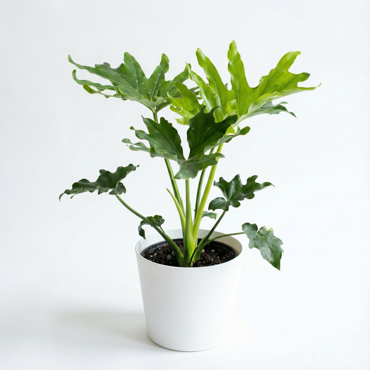 Philodendron Bipinnatifidum