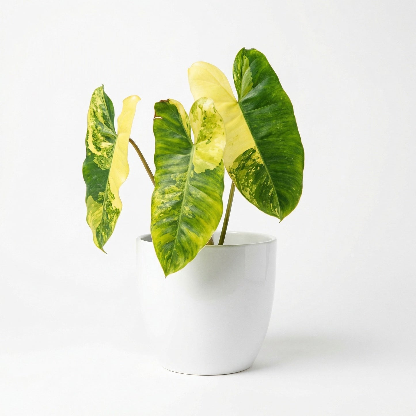 Philodendron Burle Marx Variegated Plant - Preorder Now