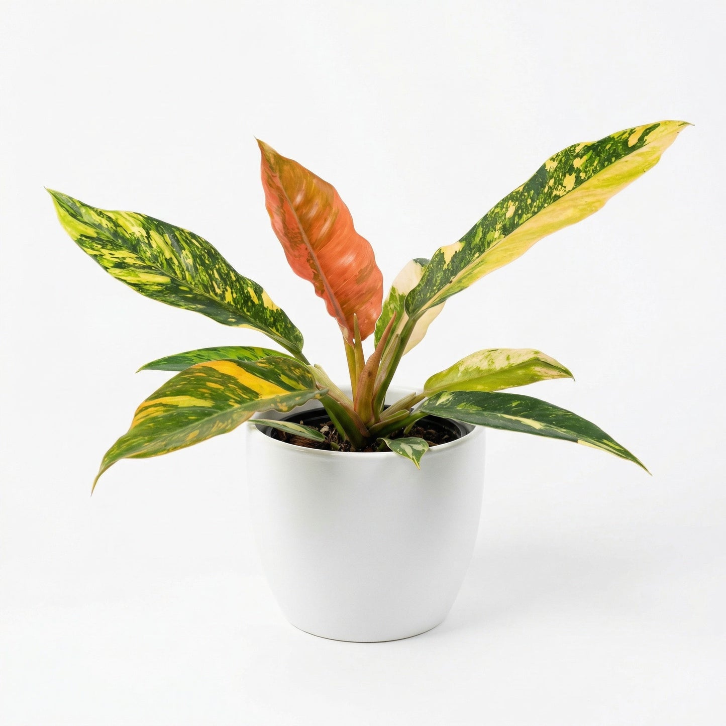 Philodendron Caramel Marble Fire Tiger - Preorder