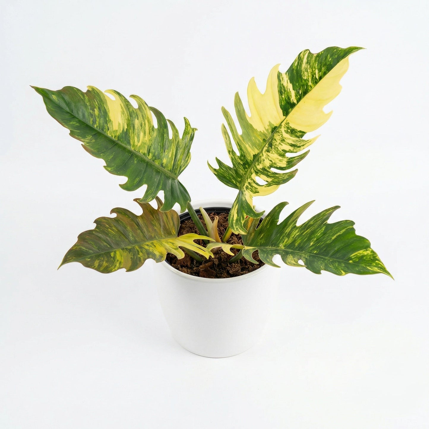 Philodendron Caramel Marble - Preorder