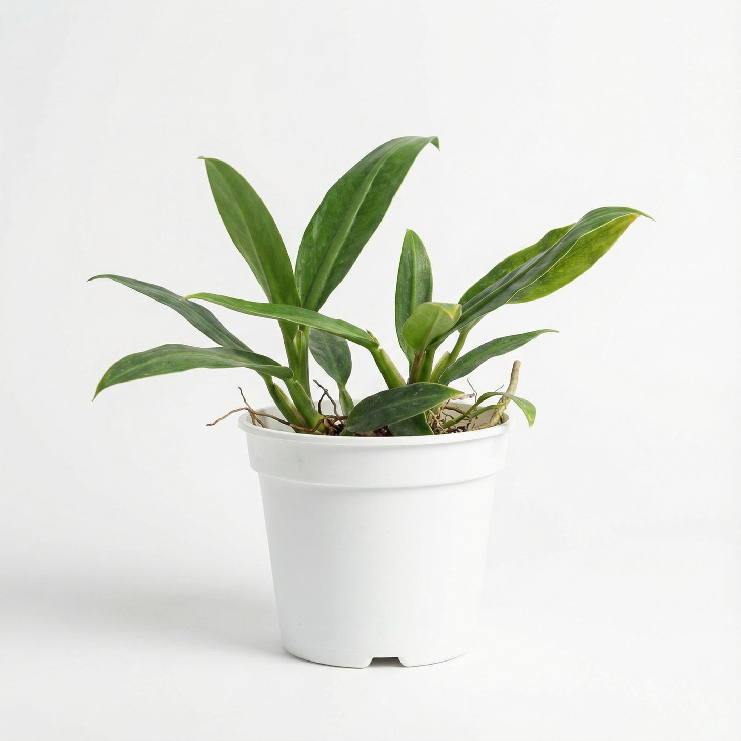 Philodendron Crassinervium
