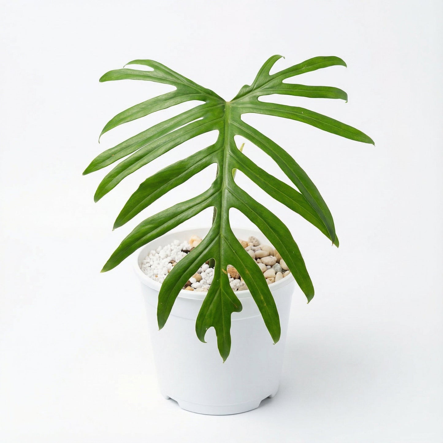 Philodendron Elegans