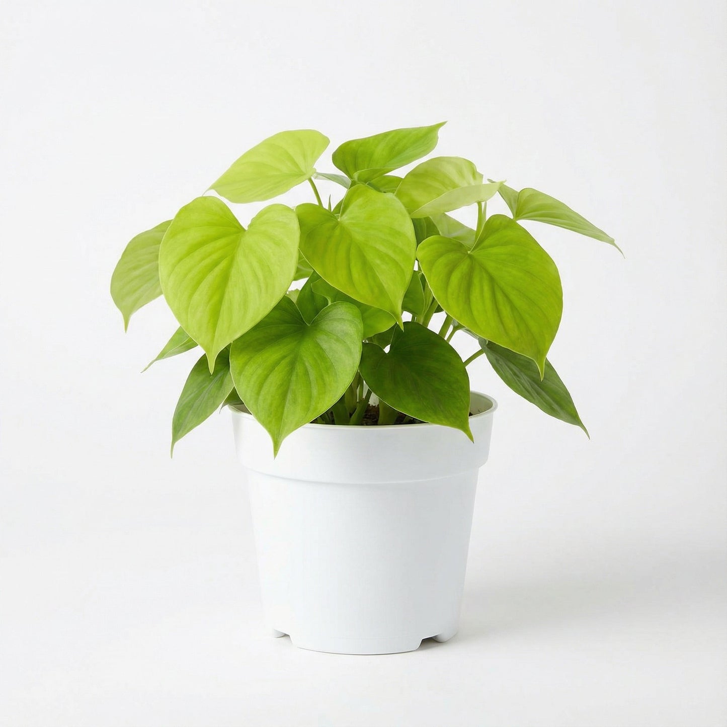 Philodendron Fibraecataphyllum Peru