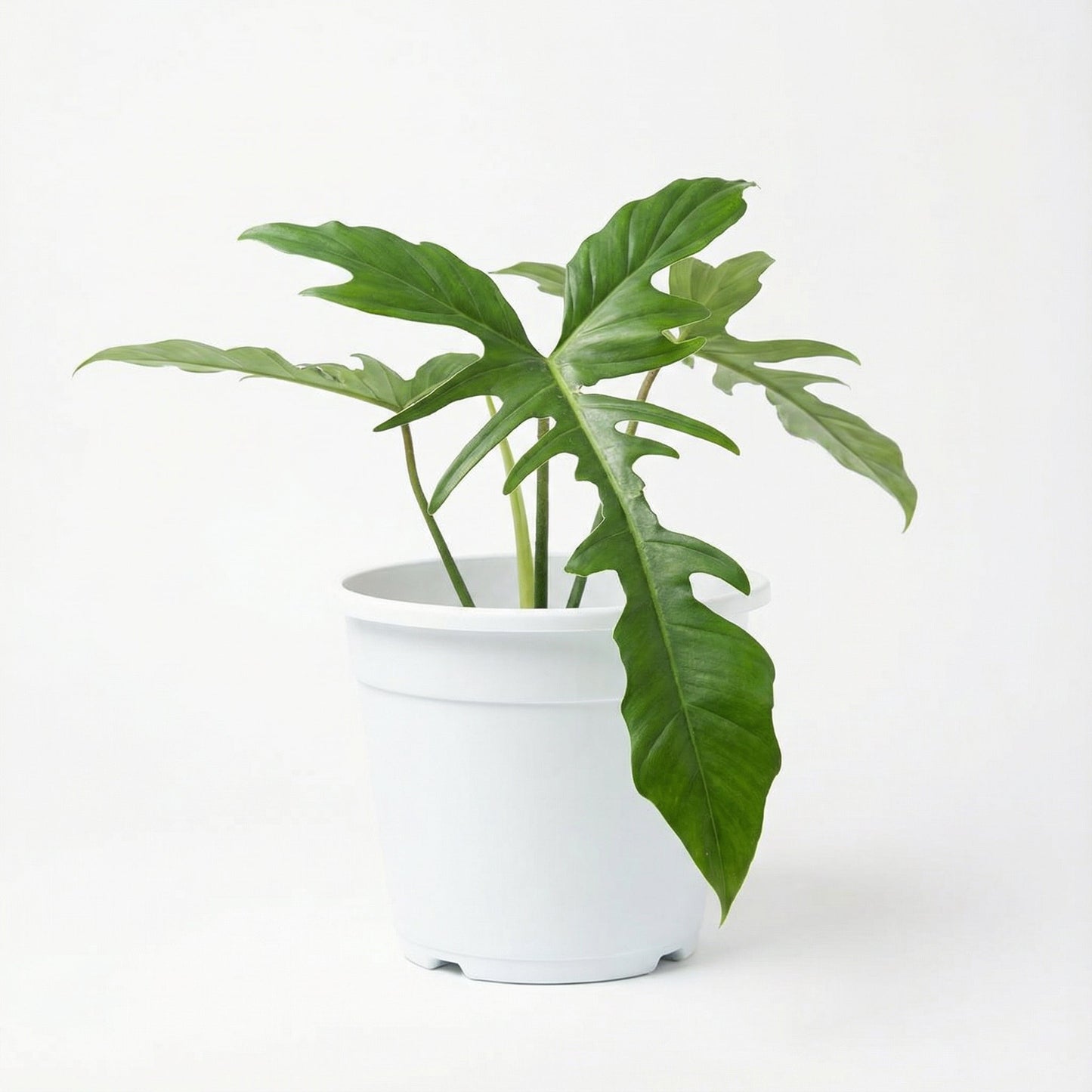 Philodendron Golden Dragon Narrow Form