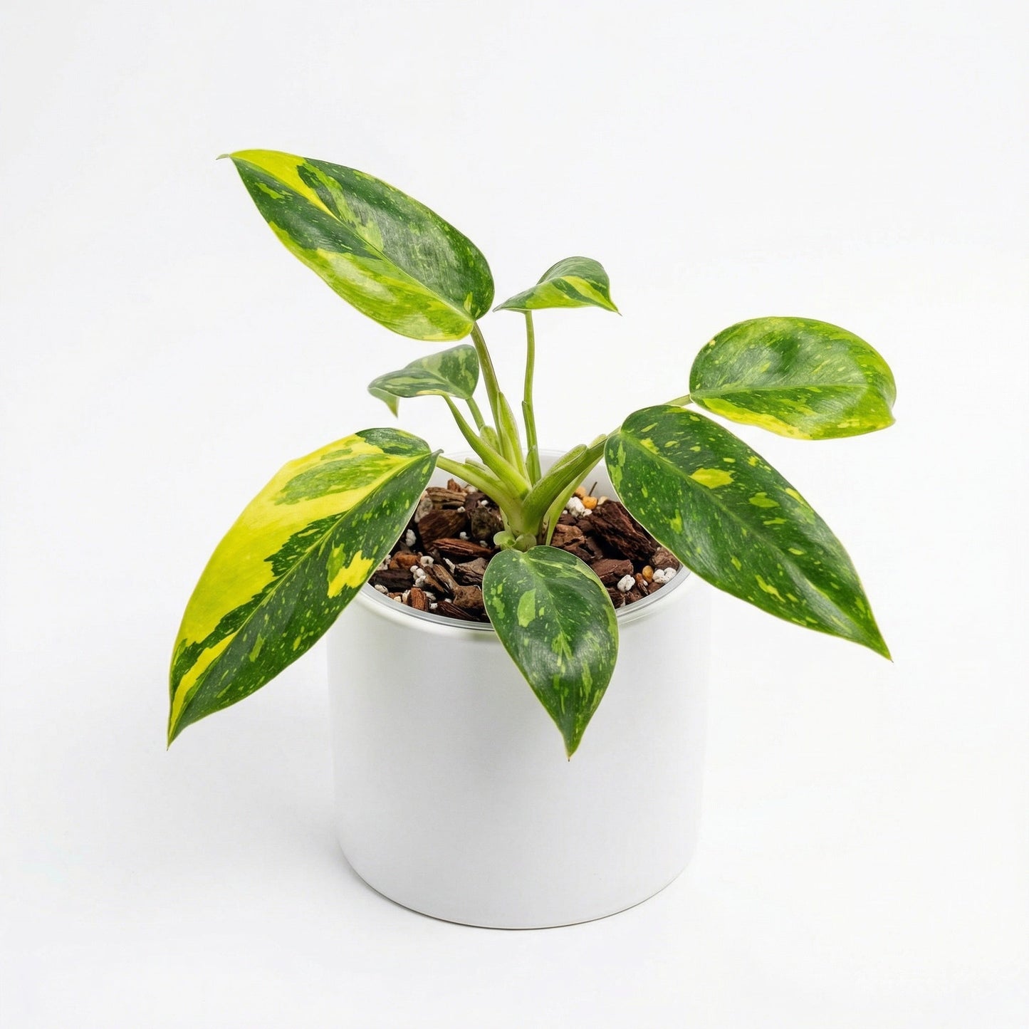 Philodendron Green Congo Variegated Plant Preorder
