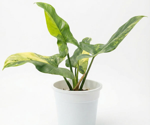 Philodendron hastatum variegata - variegated Philodendron hastatum care  tips