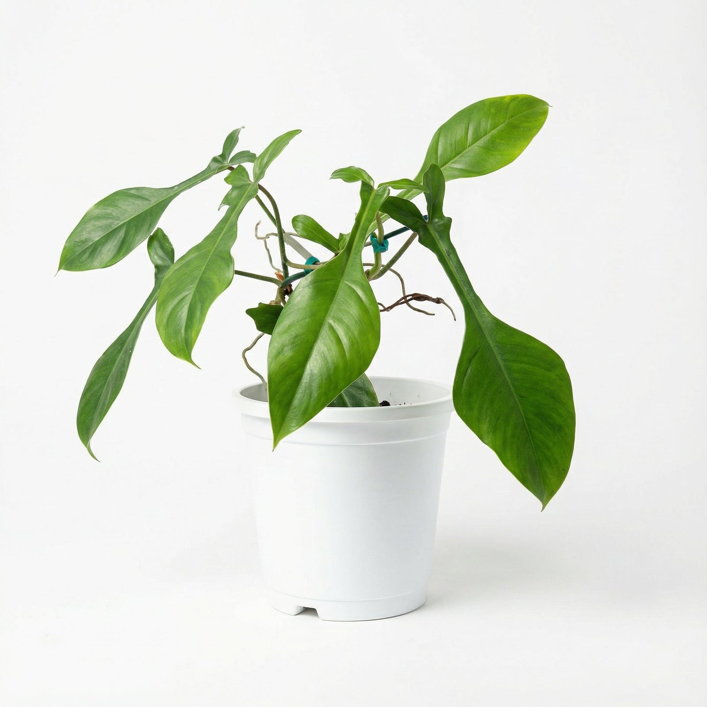 Philodendron Joepii