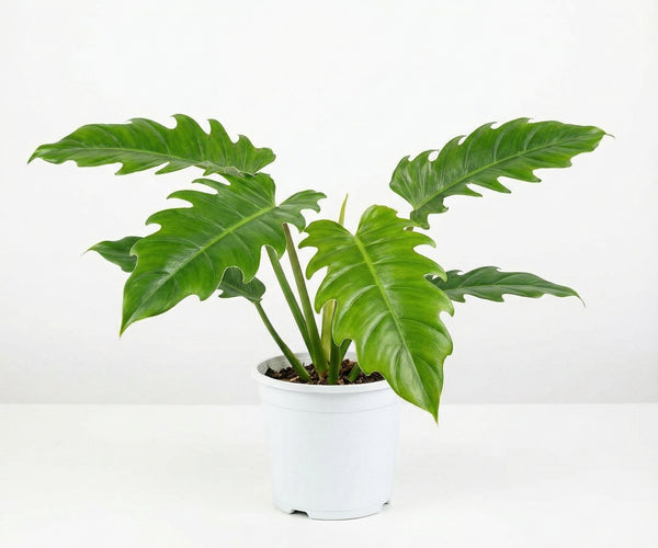 Philodendron Pluto - Pre-order
