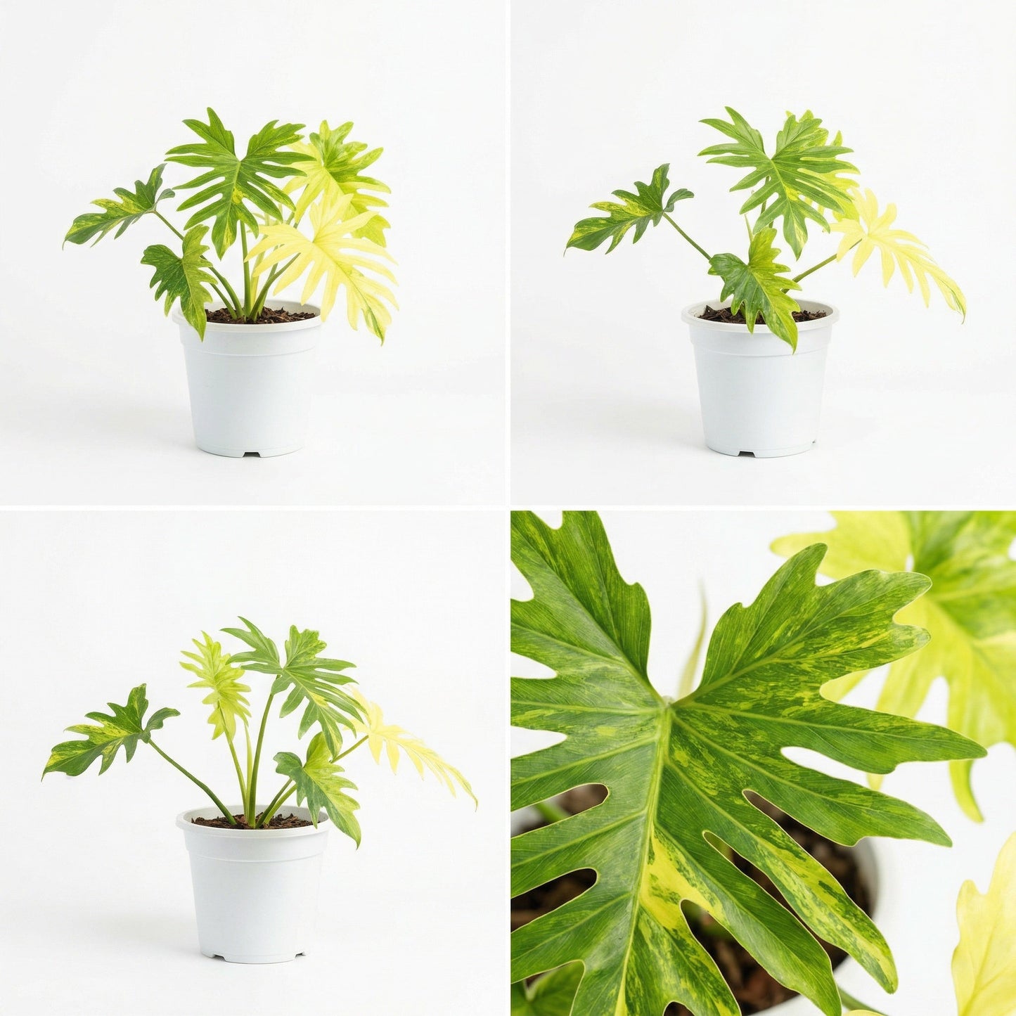 Philodendron Radiatum Variegata