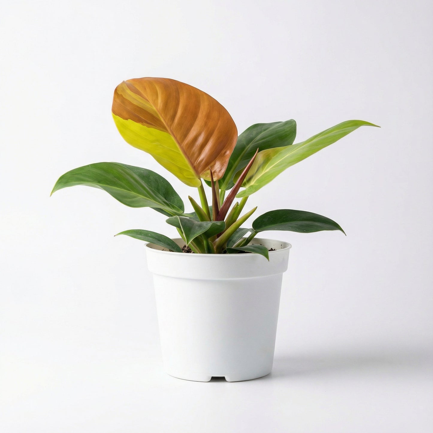Philodendron Red Moon