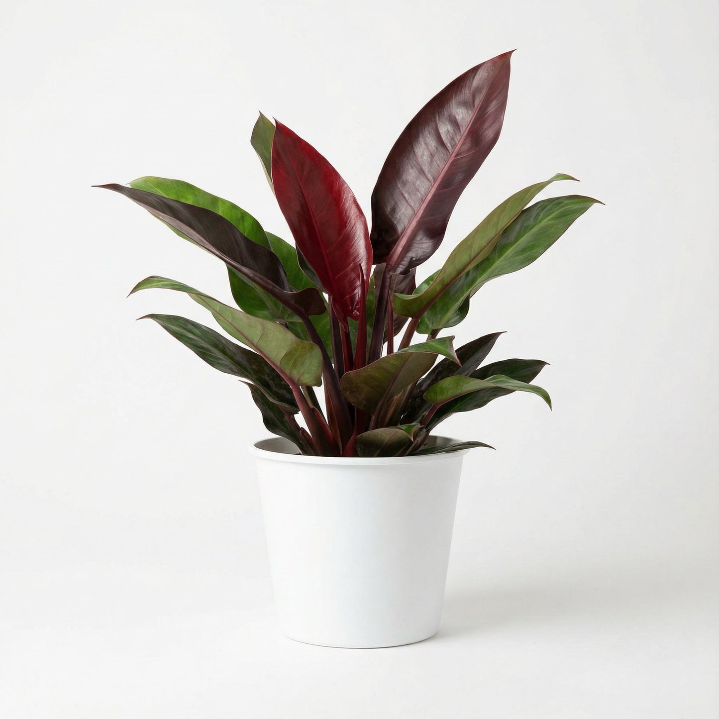 Philodendron Red Sun
