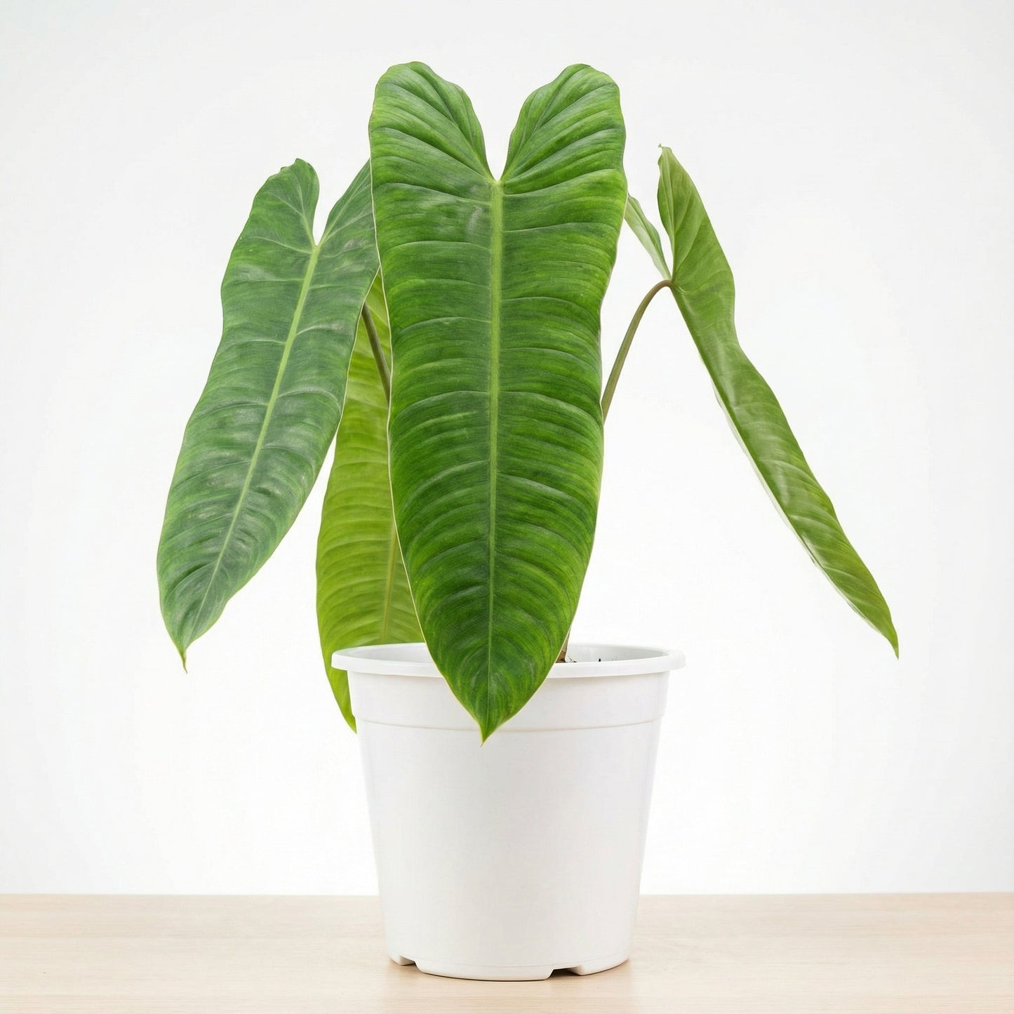 Philodendron Sharoniae