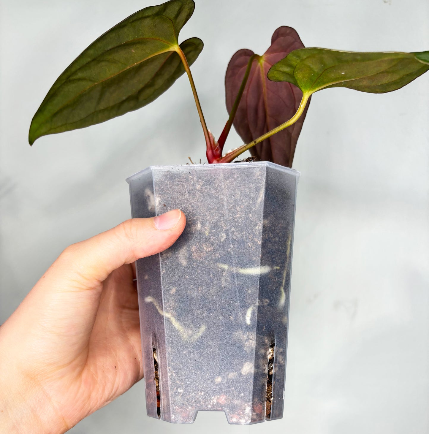 Greenhouse pro bundle