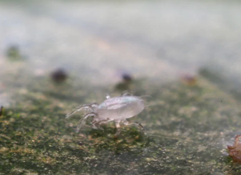 ¡4x bolsas de la araña y la suscripción de control de los trips!