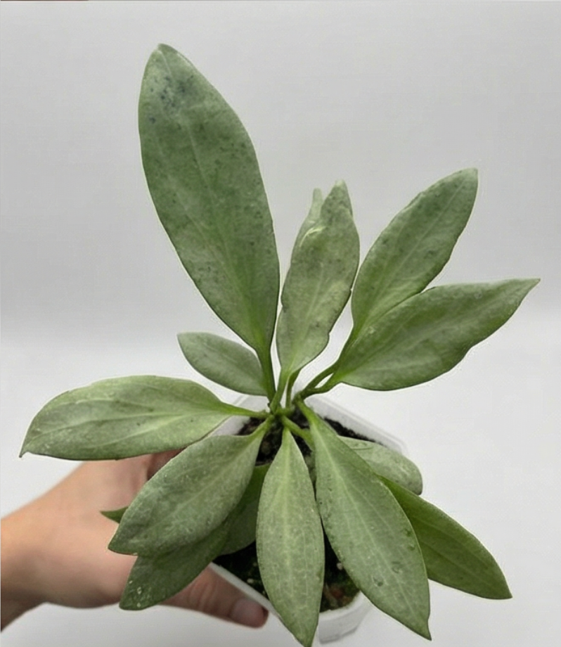 1x Unusual Mystery Hoya Subscription